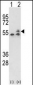 ATP5B Antibody (Center)