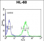 FKBP11 Antibody (C-term)