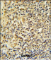 FKBP11 Antibody (C-term)