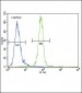 AKT1 Antibody (N-term)