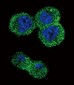 AKT1 Antibody (N-term)