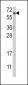 AKT1 Antibody (N-term)