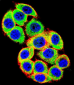 PRKCA Antibody (N-term)