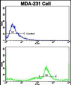 C5 Antibody (N-term)