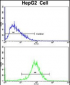 HPD Antibody (N-term)