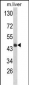 HPD Antibody (N-term)