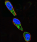 AP8596a-SRC-Antibody-Y419