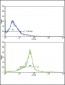 WNT5B Antibody (Center)