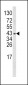 WNT5B Antibody (Center)