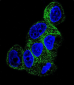 TBB1 Antibody