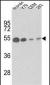 TBB1 Antibody