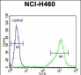 ALDH1A1 Antibody