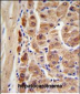 ALDH1A1 Antibody