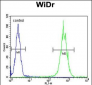 ALDH5A1 Antibody