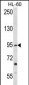 TLR3 Antibody