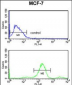 RUVBL1 Antibody