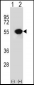 RUVBL1 Antibody