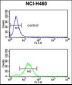 GADD45A Antibody (C-term)