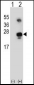 GADD45A Antibody (C-term)