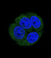 LTA4H Antibody (Center)