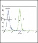 ENPP2 Antibody (Center)