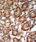 GMPS Antibody (C-term)