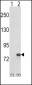 GMPS Antibody (C-term)