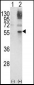 GATA2 Antibody (Center)