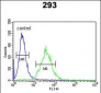 CEBPB Antibody (C-term)