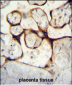 ECE1 Antibody (Center)