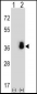 SFRS1 Antibody (N-term)