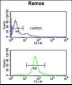 CBS Antibody (N-term)