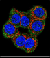 CBS Antibody (N-term)