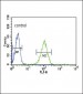 NOS3 Antibody (N-term)