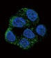 NOS3 Antibody (N-term)