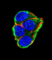 AKT2 Antibody