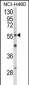 AKT2 Antibody