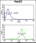 MASTL Antibody