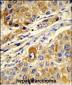 MASTL Antibody