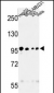 MASTL Antibody