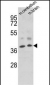EN2 Antibody (C-term)