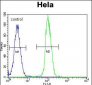 TrkA-pY791 Antibody