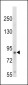 TrkA-pY791 Antibody