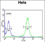 FYN Antibody (N-term)