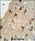 FYN Antibody (N-term)