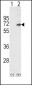 SMAD4 Antibody (C-term)