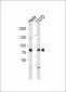AP7810n-BRAF-Antibody