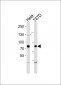 BRAF Antibody