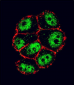 NFKBIA Antibody ( S32/36 )