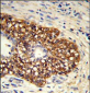 CYP8A1 Antibody (C-term)